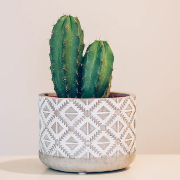 Office Desk Cactus