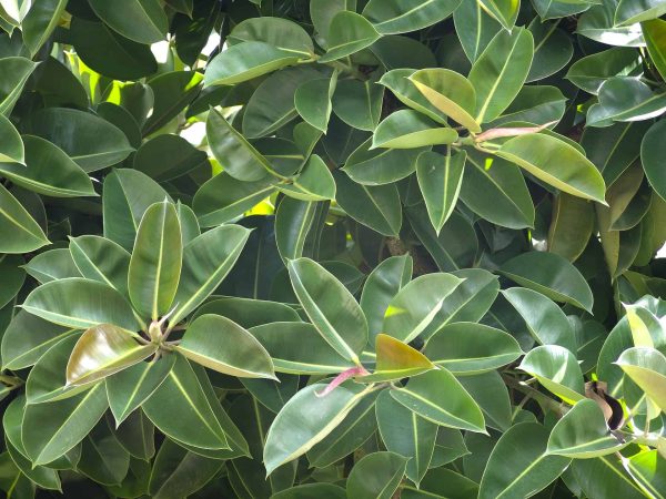 Rubber indoor plant - Image 2